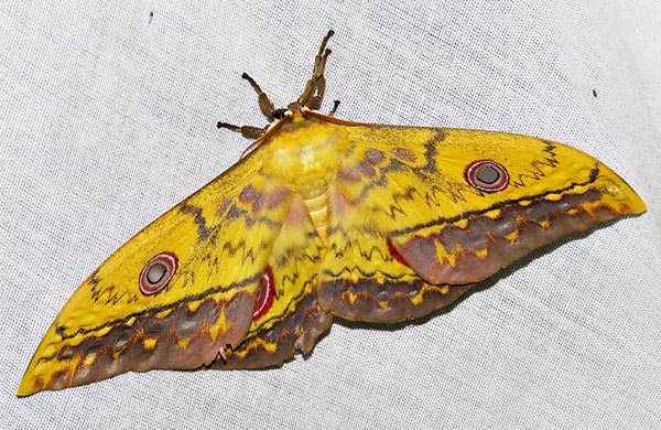 /filer/webapps/moths/media/images/F/fusca_Aurivillius_A_Braun_7.jpg