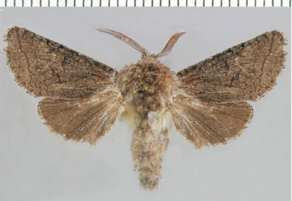 /filer/webapps/moths/media/images/F/fusca_Brachylia_PT_ZMHB.jpg