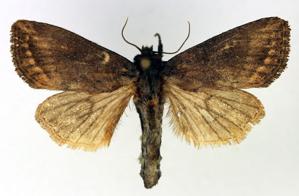 /filer/webapps/moths/media/images/F/fusca_Busseola_AM_Aulombard.jpg
