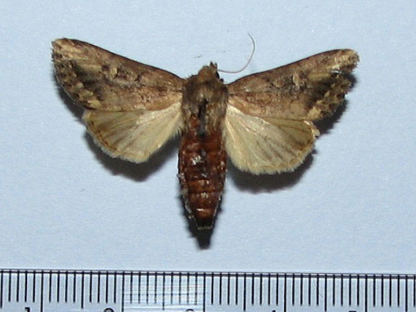 /filer/webapps/moths/media/images/F/fusca_Busseola_A_Goff.JPG