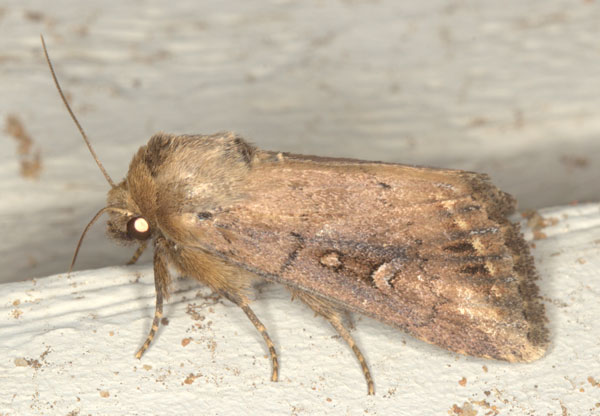 /filer/webapps/moths/media/images/F/fusca_Busseola_A_Heynsa.jpg