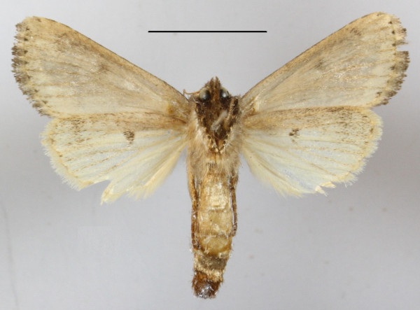 /filer/webapps/moths/media/images/F/fusca_Busseola_A_MGCLb_01.JPG