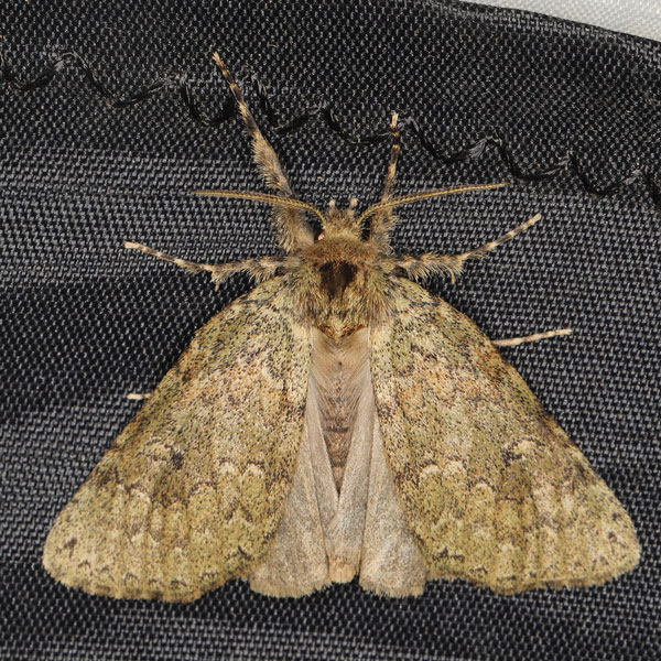 /filer/webapps/moths/media/images/F/fusca_Laelia_AF_Heyns_01.jpg