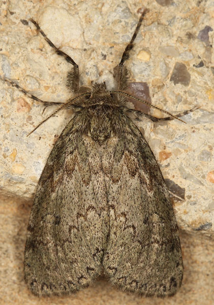 /filer/webapps/moths/media/images/F/fusca_Laelia_AF_Heyns_02.jpg