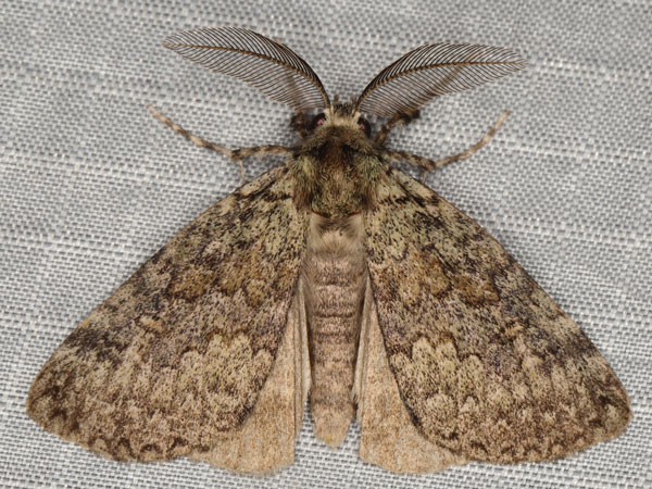 /filer/webapps/moths/media/images/F/fusca_Laelia_AM_Heyns_01.jpg