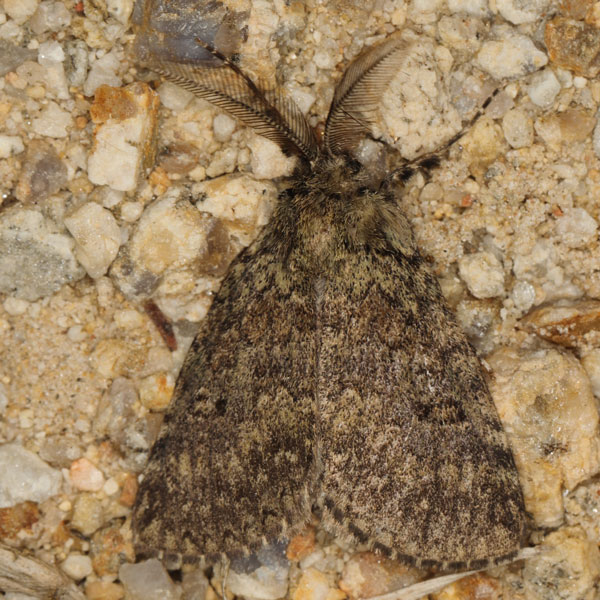/filer/webapps/moths/media/images/F/fusca_Laelia_AM_Heyns_02_rYtpwr4.jpg