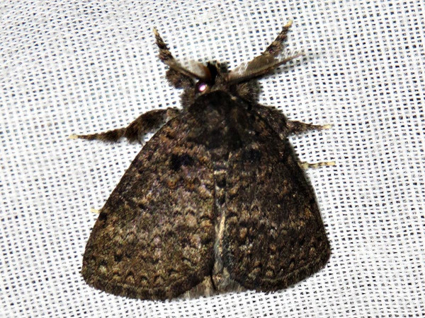 /filer/webapps/moths/media/images/F/fusca_Laelia_A_Braun.jpg