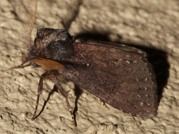 /filer/webapps/moths/media/images/F/fusca_Laelia_A_Roland_01.jpg