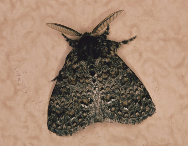 /filer/webapps/moths/media/images/F/fusca_Laelia_A_Roland_01_knZrdol.jpg
