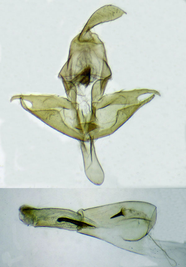 /filer/webapps/moths/media/images/F/fusca_Metarctia_HTGM_ZSM.jpg
