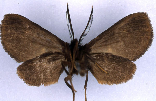 /filer/webapps/moths/media/images/F/fusca_Metarctia_HT_BMNH_02.jpg