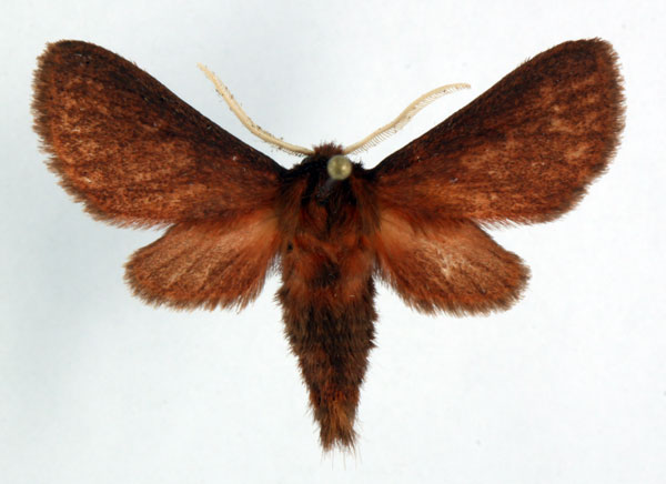 /filer/webapps/moths/media/images/F/fusca_Metarctia_HT_Ochse_01.jpg