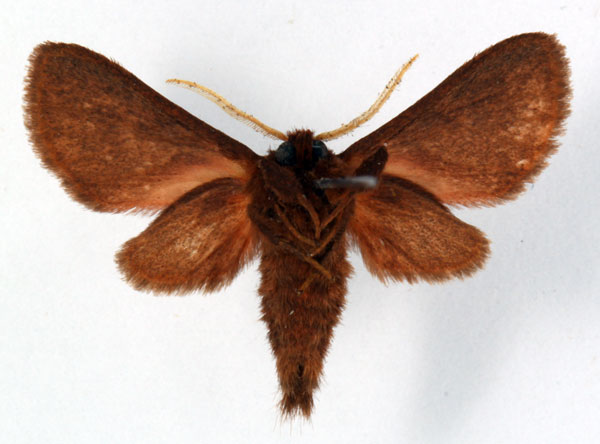 /filer/webapps/moths/media/images/F/fusca_Metarctia_HT_Ochse_02.jpg