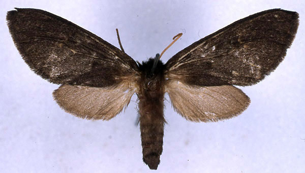 /filer/webapps/moths/media/images/F/fusca_Metarctia_NAT_BMNH_01.jpg
