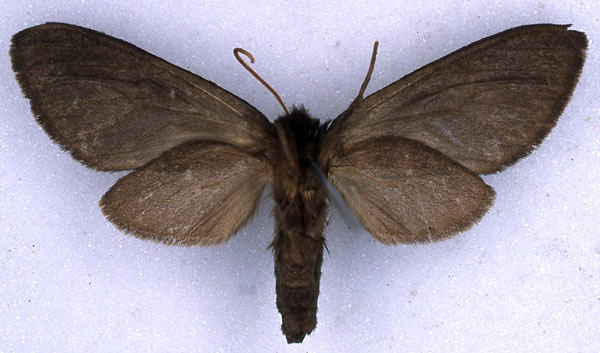 /filer/webapps/moths/media/images/F/fusca_Metarctia_NAT_BMNH_02.jpg