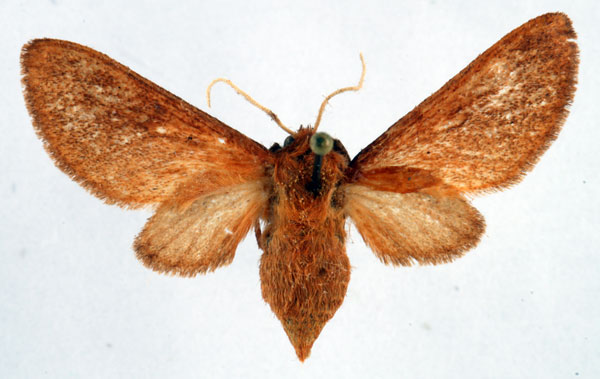 /filer/webapps/moths/media/images/F/fusca_Metarctia_PT_Ochse_01.jpg