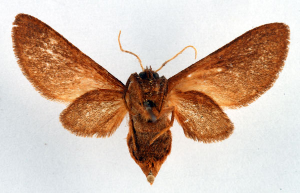 /filer/webapps/moths/media/images/F/fusca_Metarctia_PT_Ochse_02.jpg