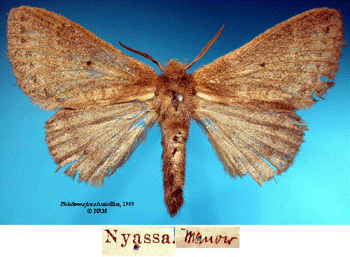 /filer/webapps/moths/media/images/F/fusca_Philotherma_STF_SNHMa.jpg