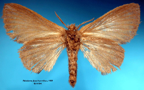 /filer/webapps/moths/media/images/F/fusca_Philotherma_STF_SNHMb.jpg