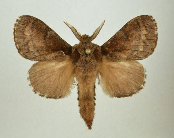 /filer/webapps/moths/media/images/F/fusca_Stoermeriana_AM_Kingston.jpg