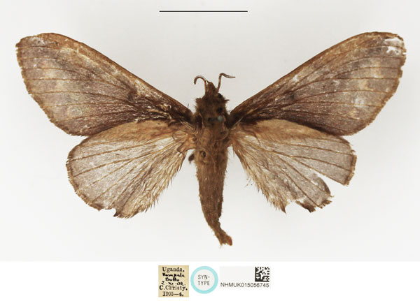 /filer/webapps/moths/media/images/F/fusca_Taragama_STF_NHMUK.jpg