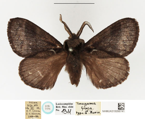 /filer/webapps/moths/media/images/F/fusca_Taragama_STM_NHMUK_01.jpg