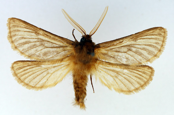 /filer/webapps/moths/media/images/F/fuscalis_Gorgopis_AM_TMSA_02.jpg