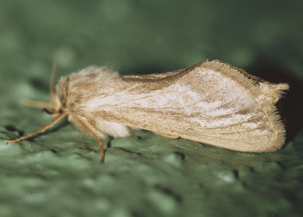 /filer/webapps/moths/media/images/F/fuscalis_Gorgopis_A_Roland_02.jpg