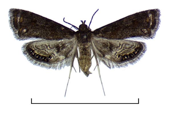 /filer/webapps/moths/media/images/F/fuscalis_Paracataclysta_AF2_Agassiz.jpg
