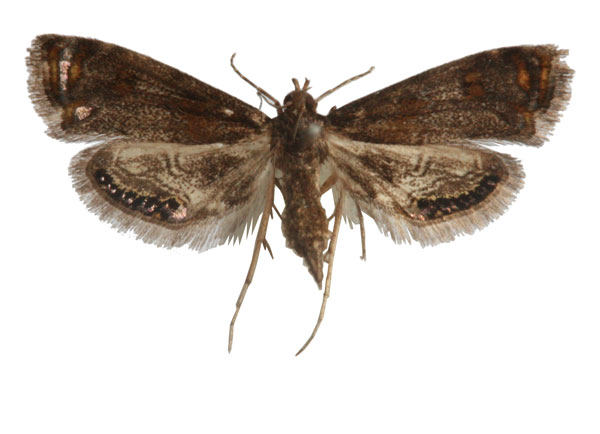 /filer/webapps/moths/media/images/F/fuscalis_Paracataclysta_AF_Agassiz.jpg