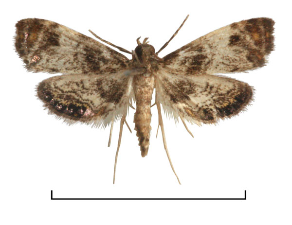 /filer/webapps/moths/media/images/F/fuscalis_Paracataclysta_AM_Agassiz.jpg