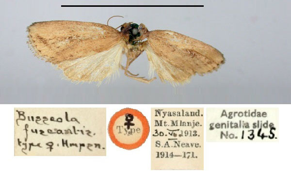 /filer/webapps/moths/media/images/F/fuscantis_Busseola_HT_BMNH.jpg