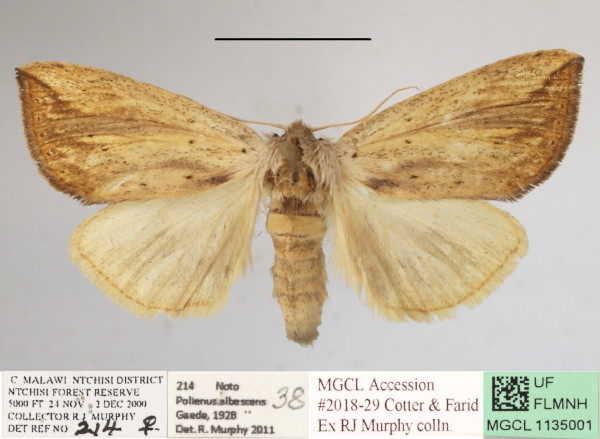 /filer/webapps/moths/media/images/F/fuscata_Lopiena_AF_MGCLa_02.JPG