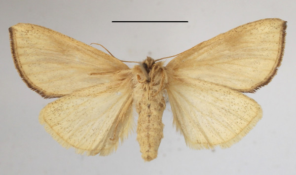 /filer/webapps/moths/media/images/F/fuscata_Lopiena_AF_MGCLb_02.JPG