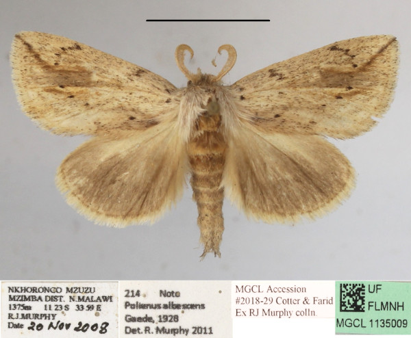 /filer/webapps/moths/media/images/F/fuscata_Lopiena_AM_MGCLa_01.JPG