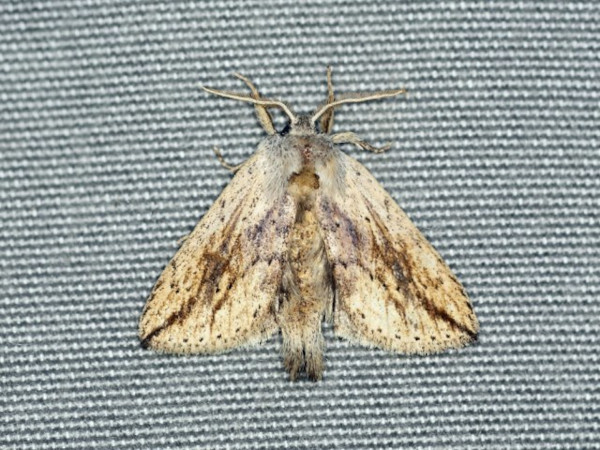 /filer/webapps/moths/media/images/F/fuscata_Lopiena_A_Voaden.JPG
