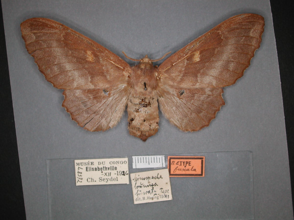 /filer/webapps/moths/media/images/F/fuscata_Mimopacha_HT_RMCA_01.jpg