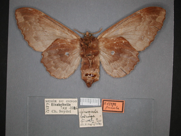 /filer/webapps/moths/media/images/F/fuscata_Mimopacha_HT_RMCA_02.jpg