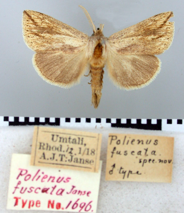 /filer/webapps/moths/media/images/F/fuscata_Polienus_HT_TMSA.jpg