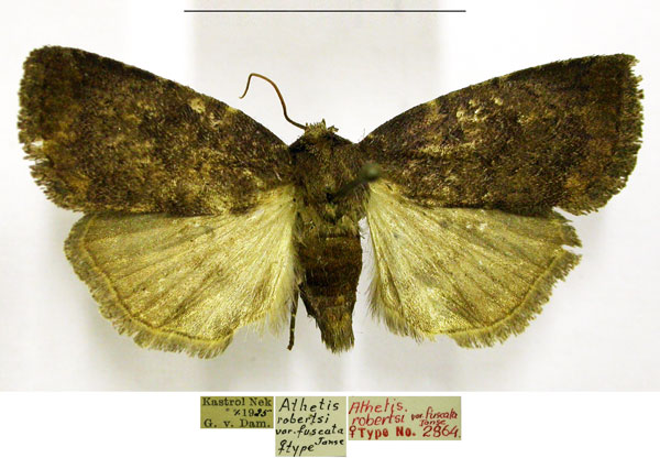 /filer/webapps/moths/media/images/F/fuscata_Proxenus_PTF_TMSA.jpg