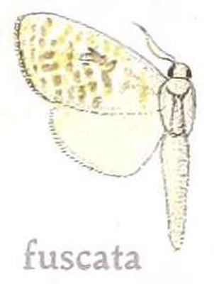 /filer/webapps/moths/media/images/F/fuscata_Salagena_HT_NHMUK.jpg