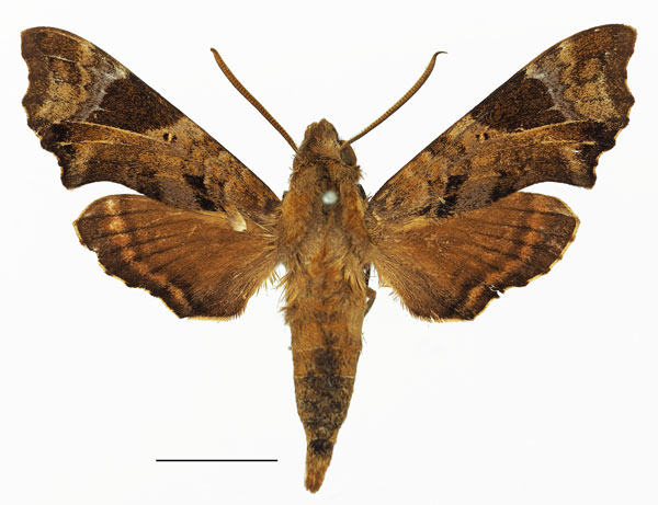 /filer/webapps/moths/media/images/F/fuscata_Temnora_AM_Basquin_01a.jpg