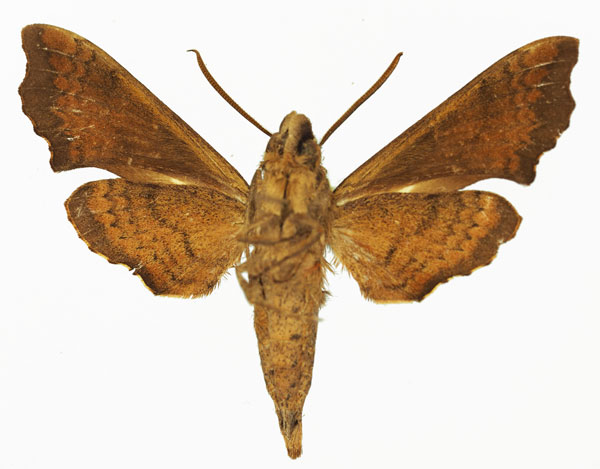 /filer/webapps/moths/media/images/F/fuscata_Temnora_AM_Basquin_01b.jpg