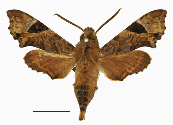 /filer/webapps/moths/media/images/F/fuscata_Temnora_AM_Basquin_02a.jpg
