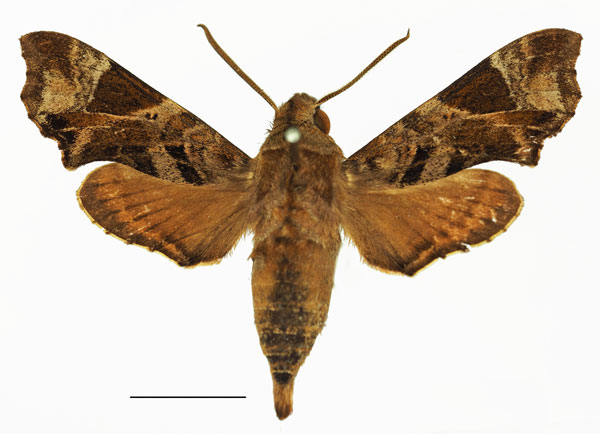 /filer/webapps/moths/media/images/F/fuscata_Temnora_AM_Basquin_03a.jpg