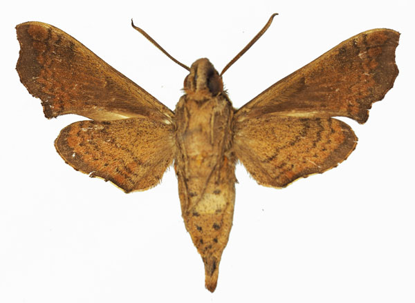 /filer/webapps/moths/media/images/F/fuscata_Temnora_AM_Basquin_03b.jpg