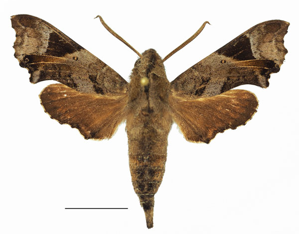 /filer/webapps/moths/media/images/F/fuscata_Temnora_AM_Basquin_04a.jpg