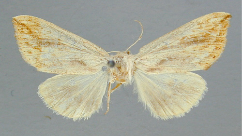 /filer/webapps/moths/media/images/F/fuscatus_Polienus_RMCA_02.jpg