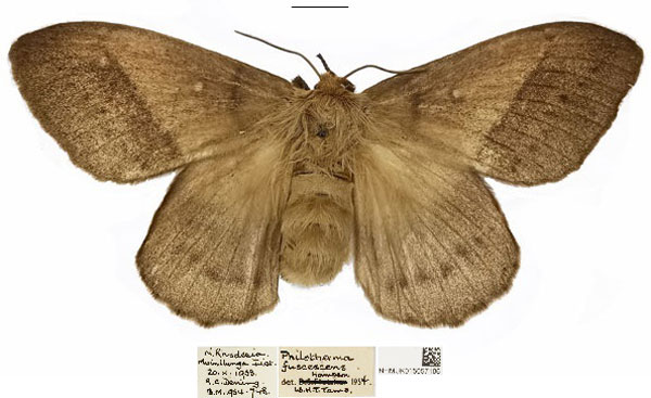 /filer/webapps/moths/media/images/F/fuscescens_Philotherma_AF_NHMUK_PEH01Lf.jpg