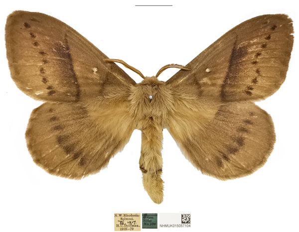 /filer/webapps/moths/media/images/F/fuscescens_Philotherma_AM_NHMUKa.jpg